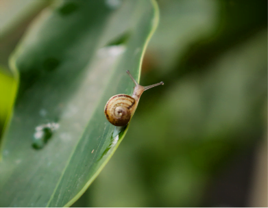 Snail Slime Skin Care - Beauty Therapy + Skin Specialists Wanaka - Silver Sixpence